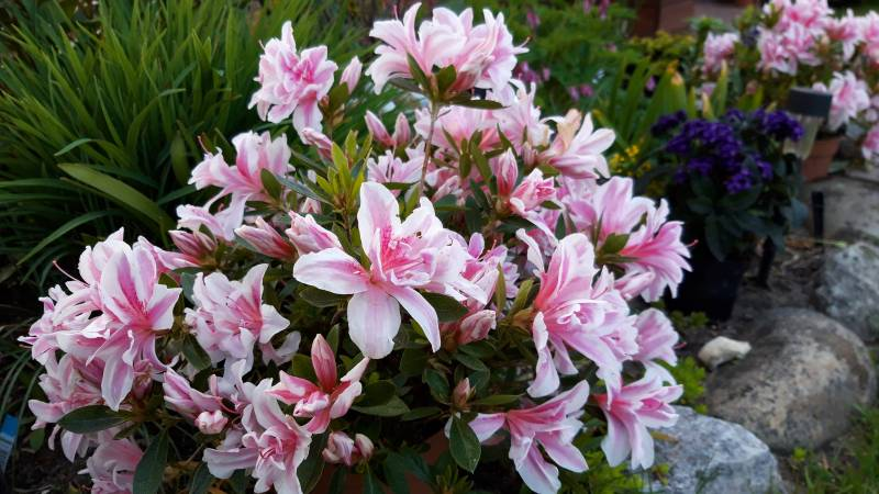 Азалія японська "Меллі", Azalea japonica Melle, 4-х річна, С3