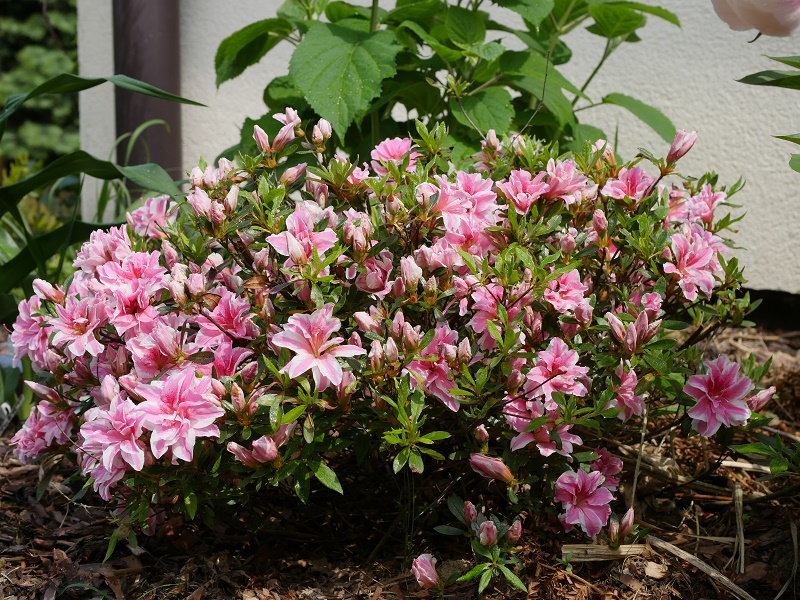 Азалія японська "Меллі", Azalea japonica Melle, 4-х річна, С3 - Зображення 4