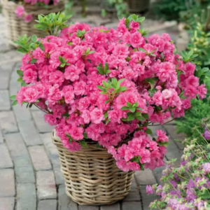 Азалія японська "Бабушка", Azalea japonica "Babuschka", 2-річна, Р9
