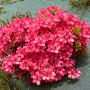 Азалія японська 'Драпа', Azalea japonica 'Drapa', 2-річна, Р9