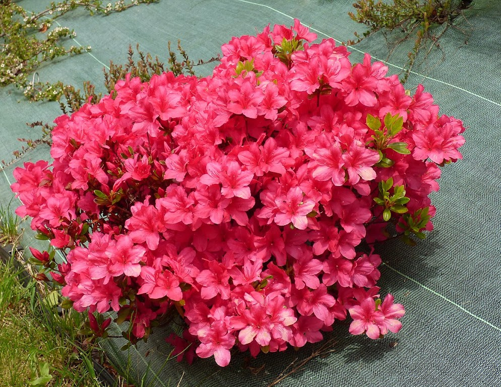 Азалія японська 'Драпа', Azalea japonica 'Drapa', 2-річна, Р9
