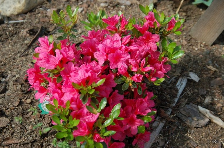 Азалія японська 'Драпа', Azalea japonica 'Drapa', 2-річна, Р9 - Зображення 2