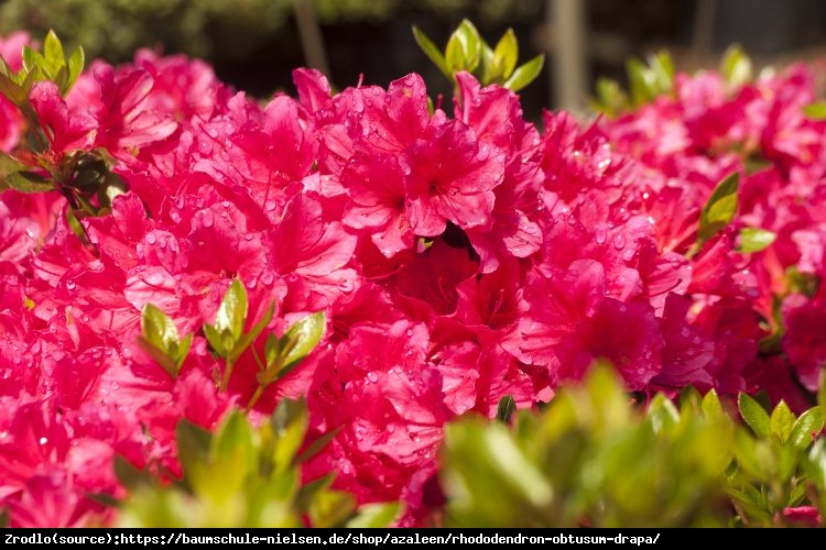 Азалія японська 'Драпа', Azalea japonica 'Drapa', 2-річна, Р9 - Зображення 3