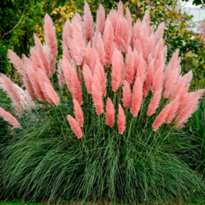 Пампасна трава (Кортадерія) Rose Plum (Cortaderia Rose Plum) 3-річна