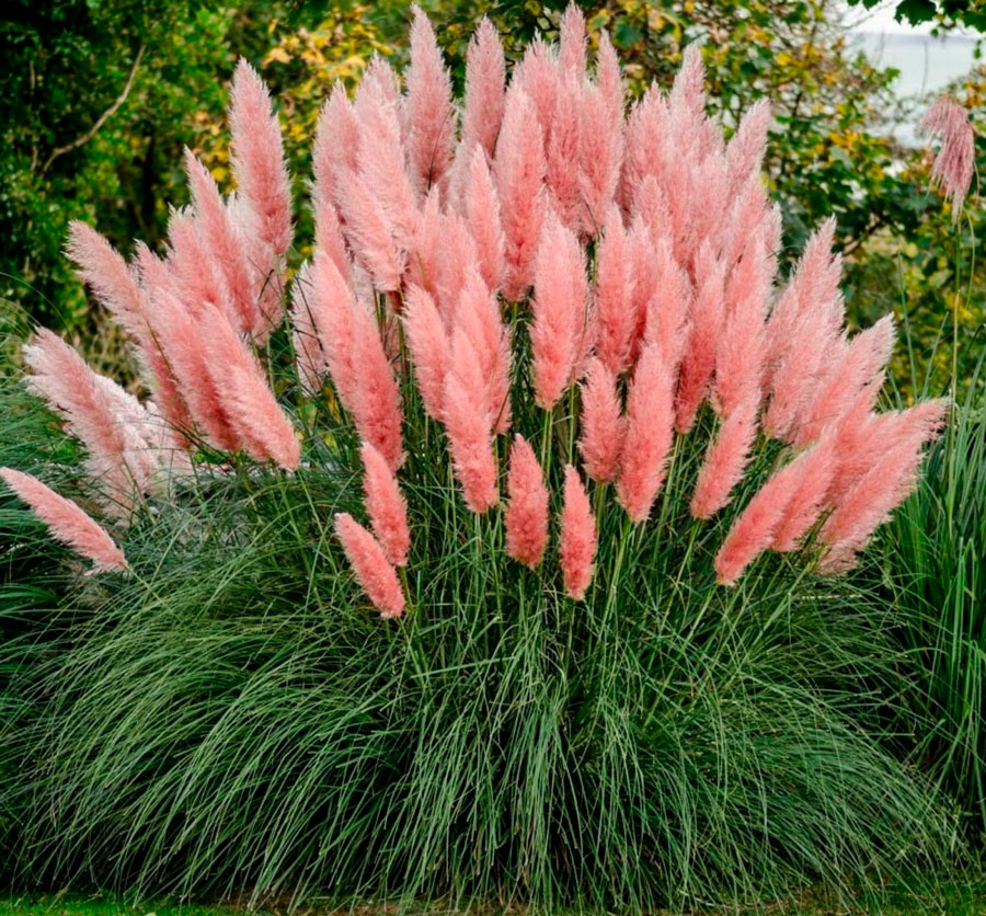 Пампасна трава (Кортадерія) Rose Plum (Cortaderia Rose Plum) 3-річна