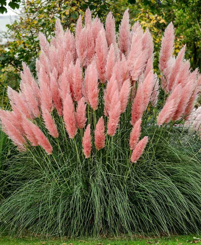 Пампасна трава (Кортадерія) Rose Plum (Cortaderia Rose Plum) 3-річна - Зображення 2