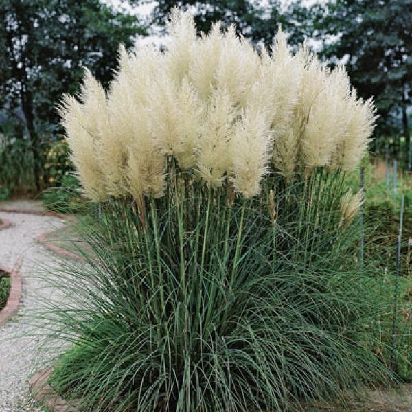 Пампасна трава Evita, Кортадерія Evita (Cortaderia selloana Evita)