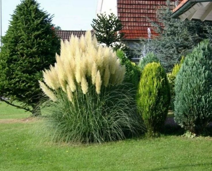 Пампасна трава Evita, Кортадерія Evita (Cortaderia selloana Evita) - Зображення 2