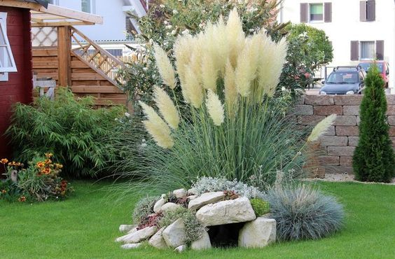 Пампасна трава Evita, Кортадерія Evita (Cortaderia selloana Evita) - Зображення 3