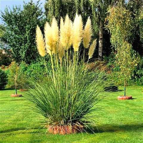 Пампасна трава Evita, Кортадерія Evita (Cortaderia selloana Evita) - Зображення 4