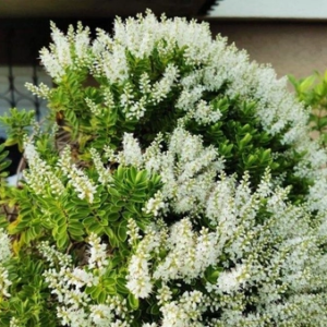Хебе самшитолиста (Hebe buxifolia)