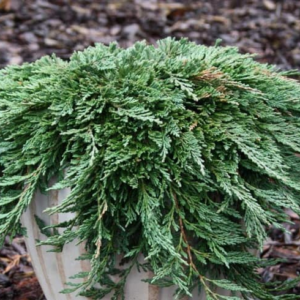 Ялівець горизонтальний Панкейк (Juniper horizontalis Pancake) 4-річний с3