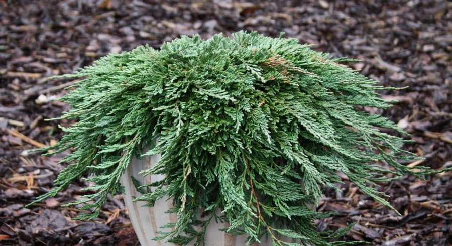 Ялівець горизонтальний Панкейк (Juniper horizontalis Pancake) 4-річний с3