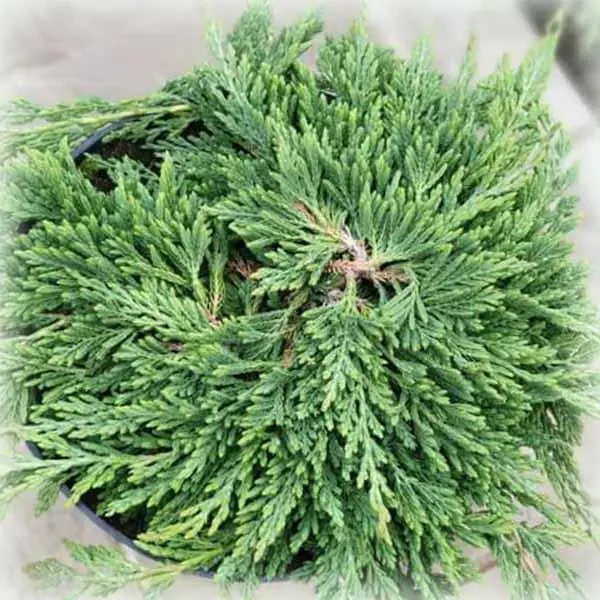 Ялівець горизонтальний Панкейк (Juniper horizontalis Pancake) 4-річний с3 - Зображення 2
