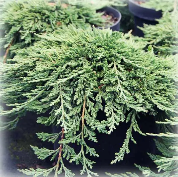 Ялівець горизонтальний Панкейк (Juniper horizontalis Pancake) 4-річний с3 - Зображення 3