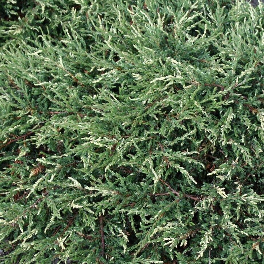 Ялівець звичайний "Споті Спайдер", Juniperus communis "Spotty Spreader", 5-річний, С3 - Зображення 2