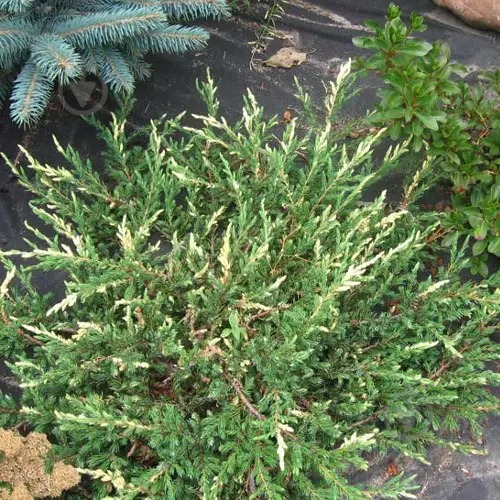 Ялівець звичайний "Споті Спайдер", Juniperus communis "Spotty Spreader", 5-річний, С3
