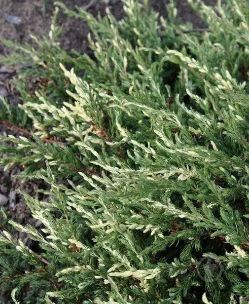 Ялівець звичайний "Споті Спайдер", Juniperus communis "Spotty Spreader", 5-річний, С3 - Зображення 3
