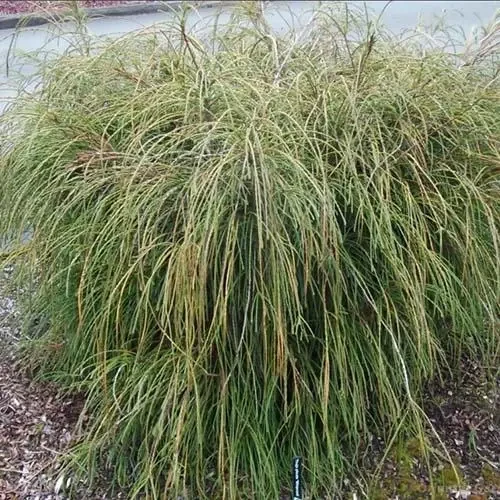 Туя складчаста Віпкорд (Thuja plicata Whipcord) 3-річна - Зображення 3
