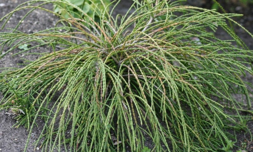 Туя складчаста Віпкорд (Thuja plicata Whipcord) 3-річна - Зображення 4