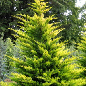 Купресоципарис Лейланда 'Голд Райдер" (Cupressocyparis leylandii 'Gold Rider' ) 3-річний