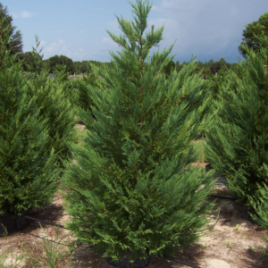 Купрессоципарис Лейланда, (Cupressocyparis leylandii) 3-річний