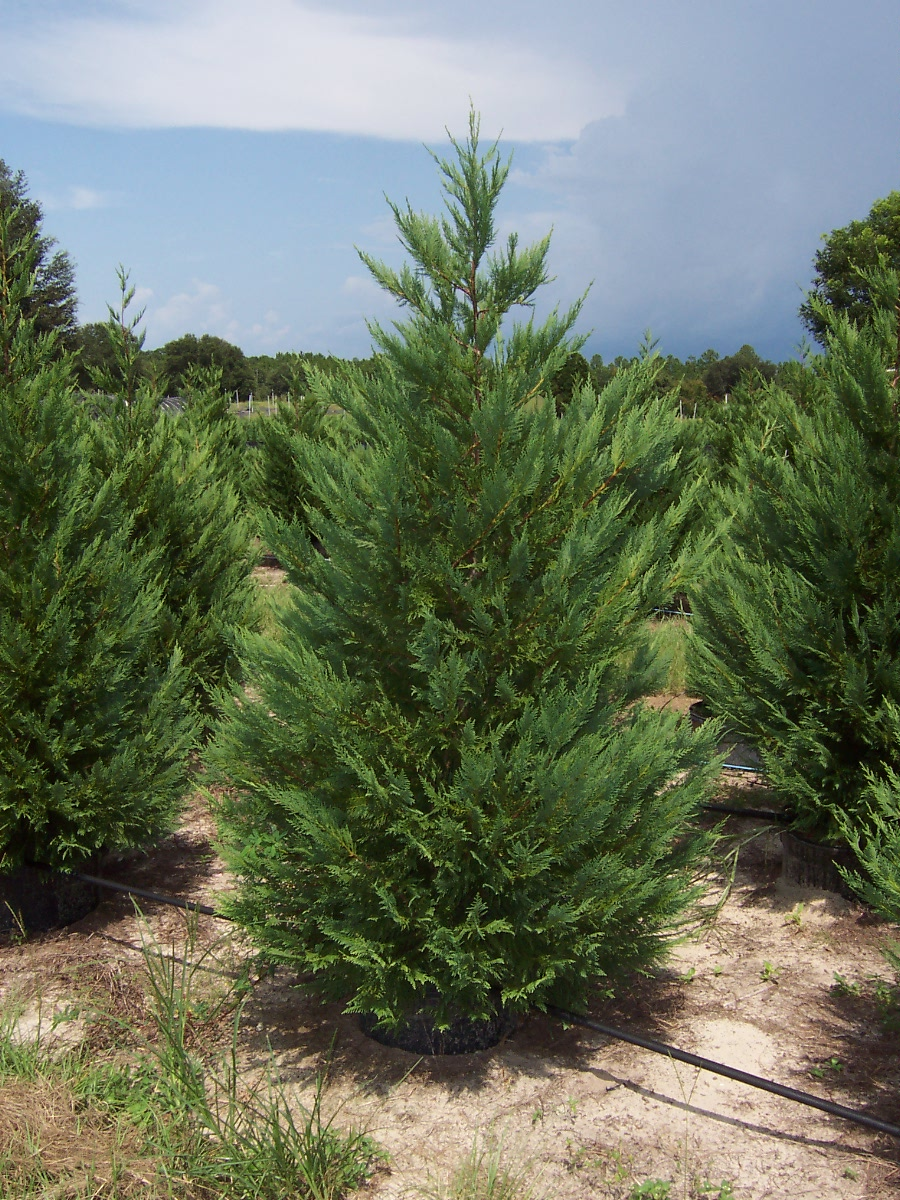 Купрессоципарис Лейланда, (Cupressocyparis leylandii) 3-річний