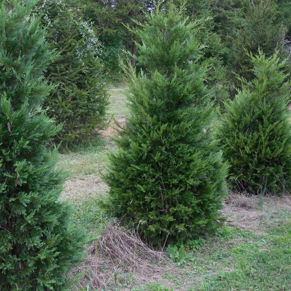 Купрессоципарис Лейланда, (Cupressocyparis leylandii) 3-річний - Зображення 2