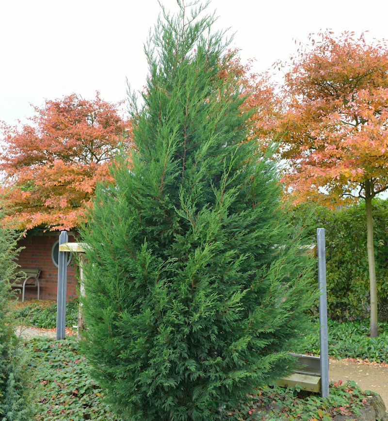 Купрессоципарис Лейланда, (Cupressocyparis leylandii) 3-річний - Зображення 3
