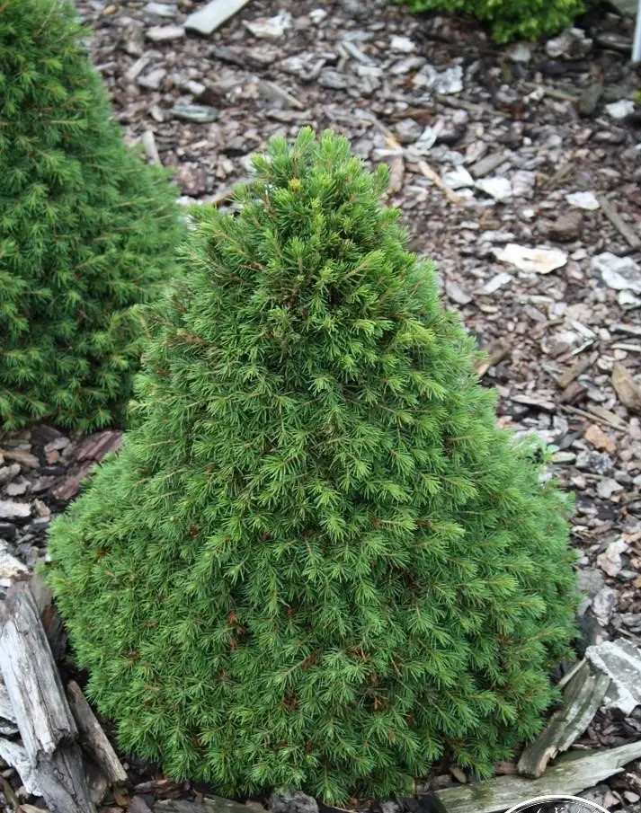 Ялина звичайна Toмпa ( Picea abies Tompa) 3-річна - Зображення 2