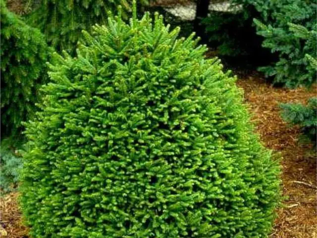 Ялина звичайна "Олендорфі", Picea abies "Ohlendorffii", С3 - Зображення 2