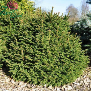 Ялина звичайна "Олендорфі" (Picea abies Ohlendorffii) 3-річна
