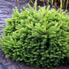 Ялина звичайна "Олендорфі", Picea abies "Ohlendorffii", С3 - Зображення 3