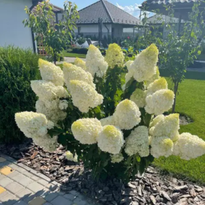 ГОРТЕНЗІЯ ВОЛОТИСТА 'ПОЛАР БЕР' HYDRANGEA PANICULATA 'POLAR BEAR', С2