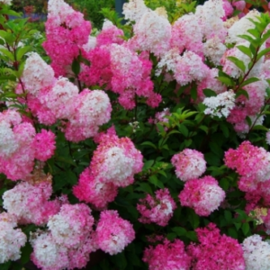 Гортензія волотиста "Fraise Melba" С1, 5