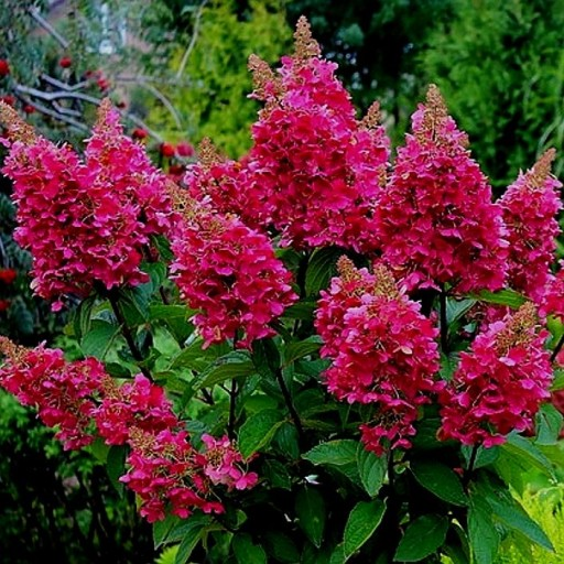 Гортензія волотиста Вімс Ред ( Hydrangea paniculata Wim's Red ) C2