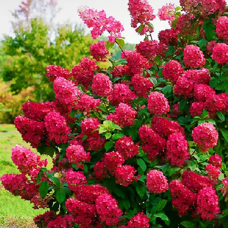 Гортензія волотиста Вімс Ред ( Hydrangea paniculata Wim's Red ) C2 - Зображення 2