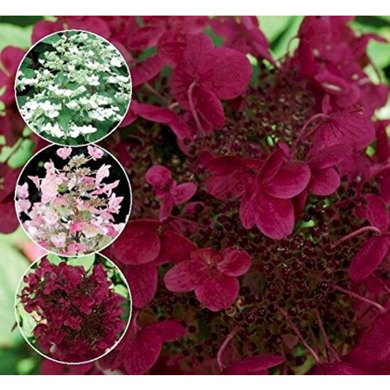 Гортензія волотиста Вімс Ред ( Hydrangea paniculata Wim's Red ) C2 - Зображення 3