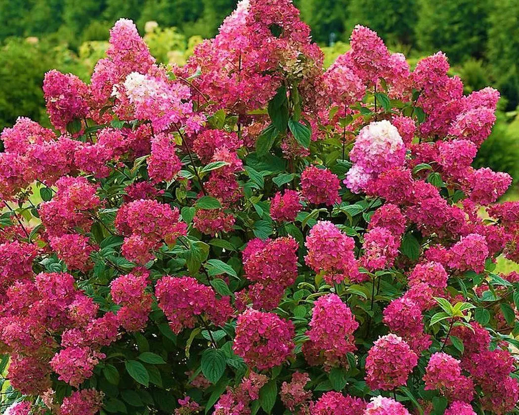 Гортензія волотиста Вімс Ред ( Hydrangea paniculata Wim's Red ) C2 - Зображення 4