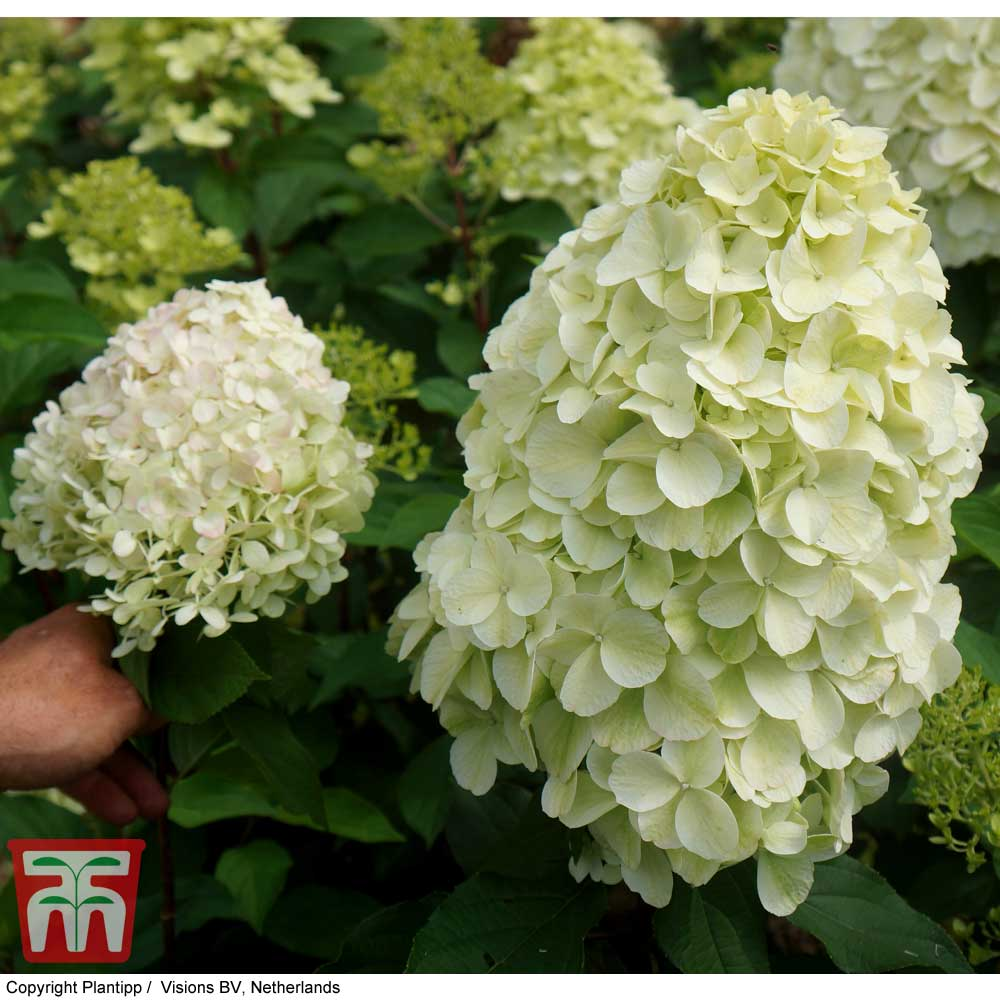 Гортензія волотиста "Геркулес" (Hydrangea paniculata Hercules) С1, 5 - Зображення 2
