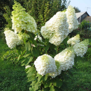 Гортензія волотиста "Геркулес" (Hydrangea paniculata Hercules) С1, 5