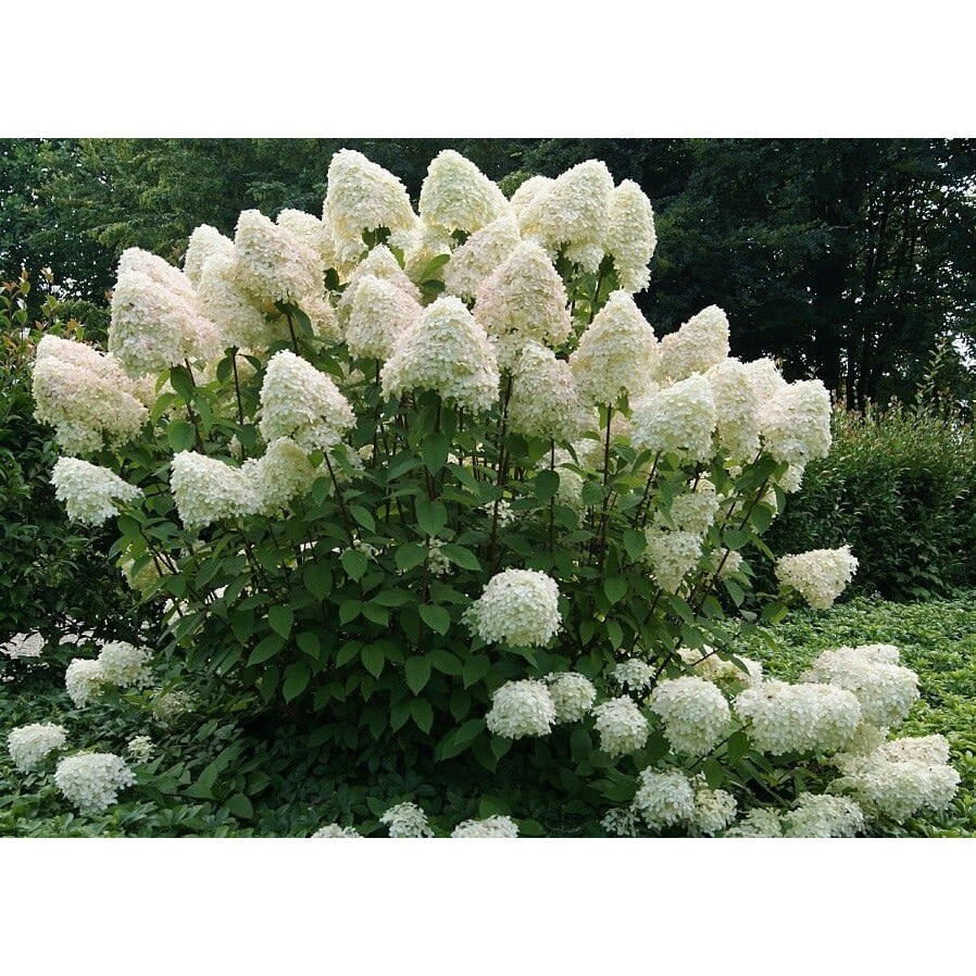 Гортензія волотиста "Геркулес" (Hydrangea paniculata Hercules) С1, 5 - Зображення 3