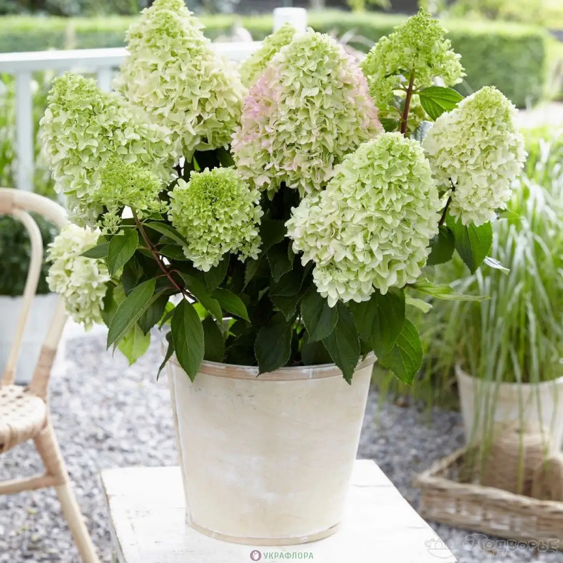 Гортензія волотиста Літл Фреско Hydrangea paniculata Little Fresco С1, 5 - Зображення 2