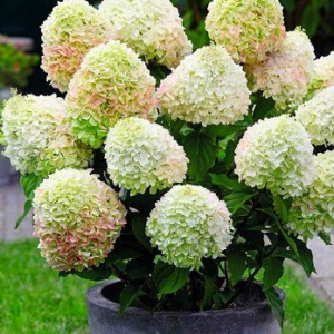Гортензія волотиста Літл Фреско  Hydrangea paniculata Little Fresco С1, 5