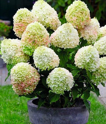 Гортензія волотиста Літл Фреско Hydrangea paniculata Little Fresco С1, 5