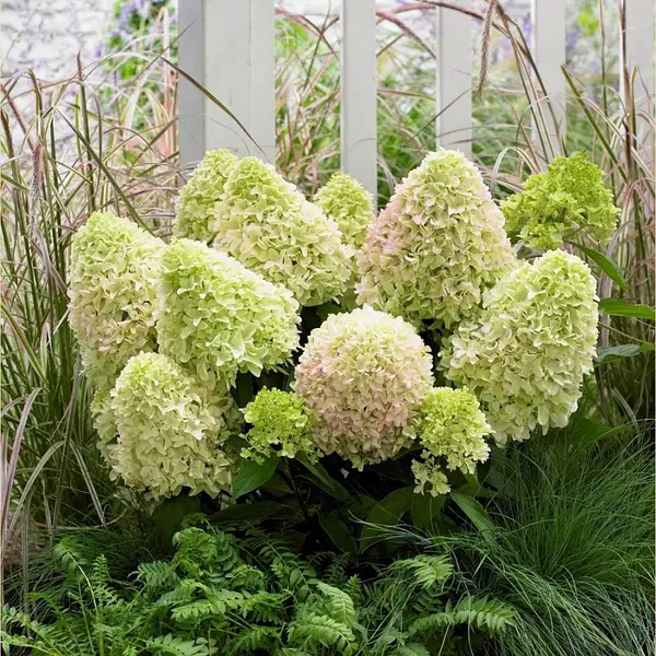 Гортензія волотиста Літл Фреско Hydrangea paniculata Little Fresco С1, 5 - Зображення 3