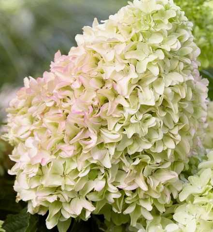 Гортензія волотиста Літл Фреско Hydrangea paniculata Little Fresco С1, 5 - Зображення 4