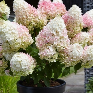 Гортензія волотиста Діамантіно ( Hydrangea Diamantino) C1, 5