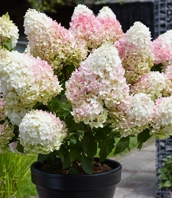 Гортензія волотиста Діамантіно ( Hydrangea Diamantino) C1, 5