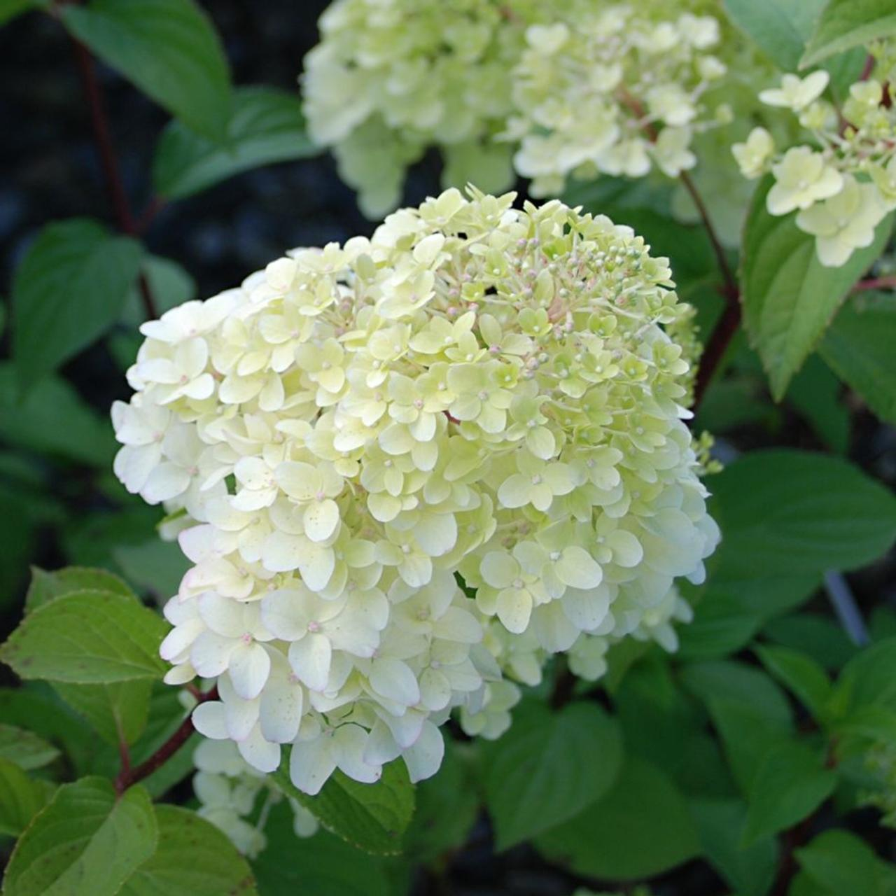 Гортензія волотиста Діамантіно ( Hydrangea Diamantino) C1, 5 - Зображення 2